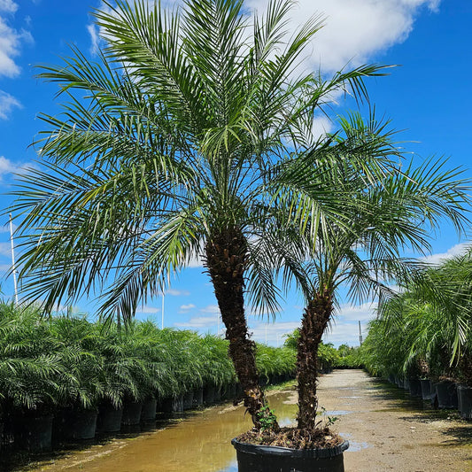 Robellini Palm (Pygmy Date Palm) MOST POPULAR!