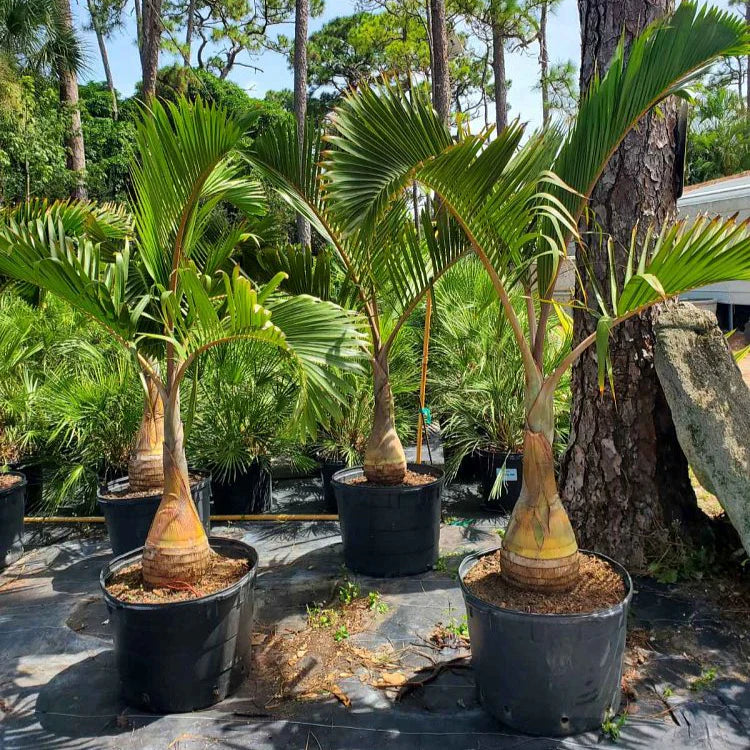 Bottle Palm (Hyophorbe lagenicaulis)