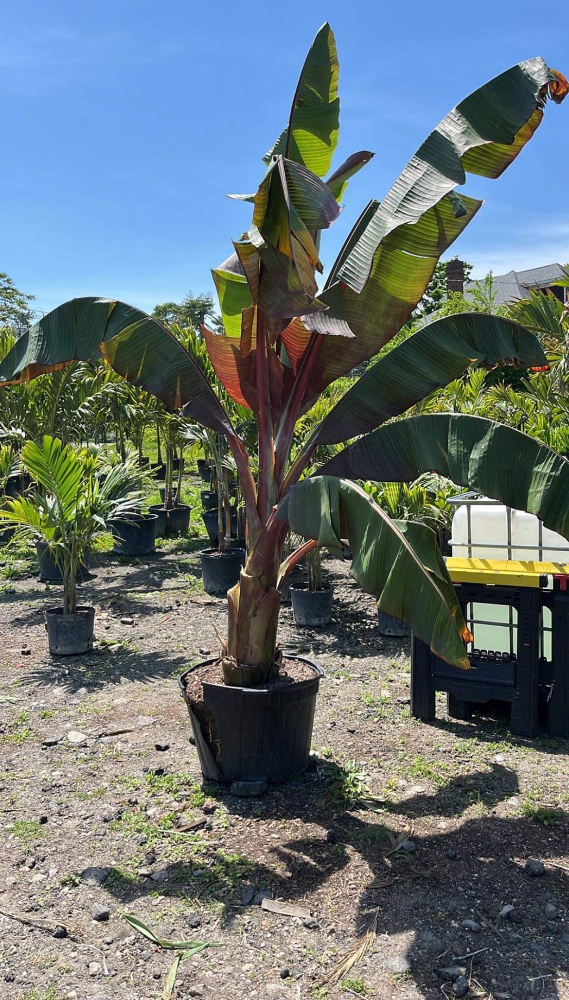 Red Banana "Ensete"