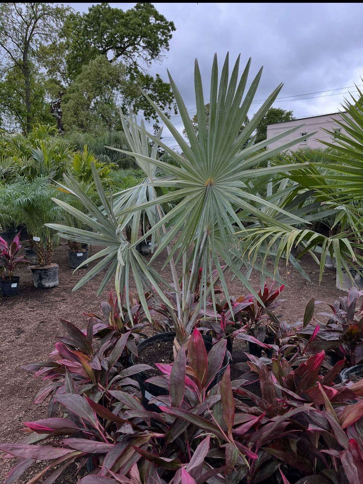 Bismarck Cold Hardy to 25 degrees!!