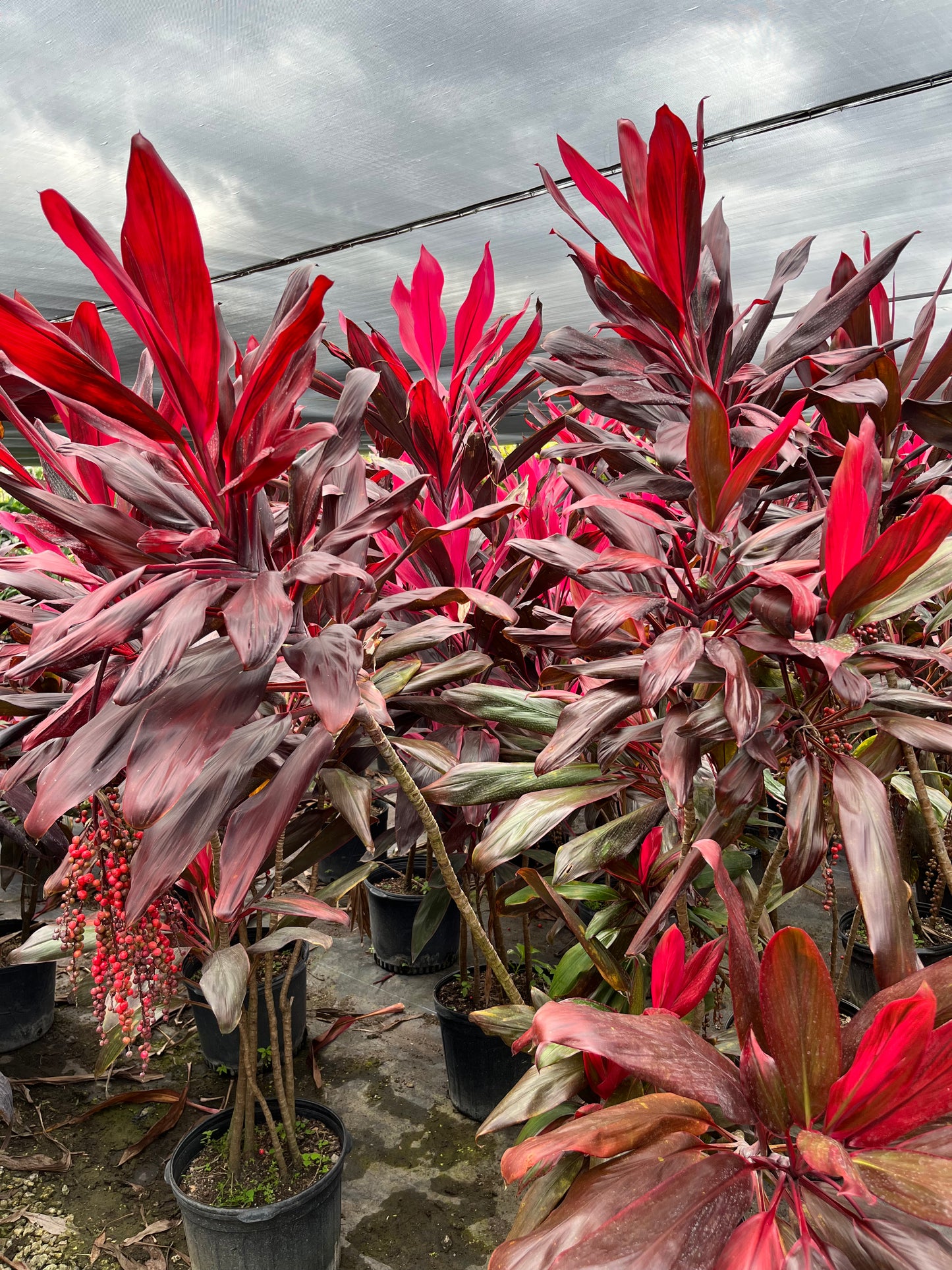 Red Sister (Cordyline Fruticosa)