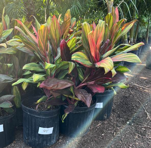 Harley Quinns HOT!!!!!!