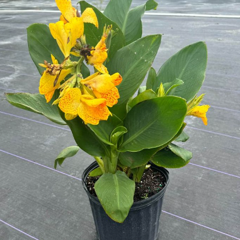 Canna Lilly