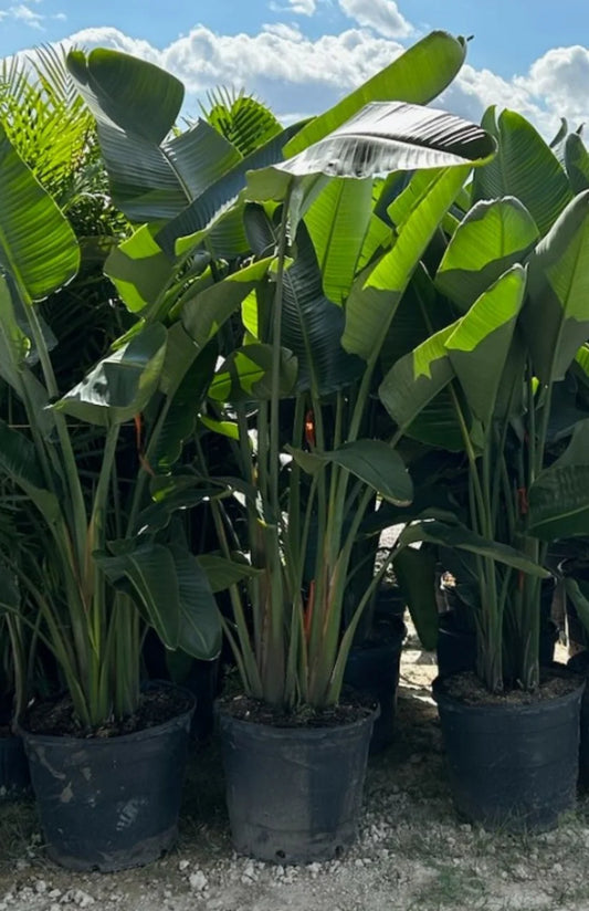 Birds of Paradise (Strelitzia Nicolai)