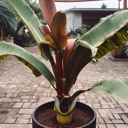 Red Banana "Ensete"