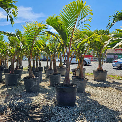 Spindle Palm