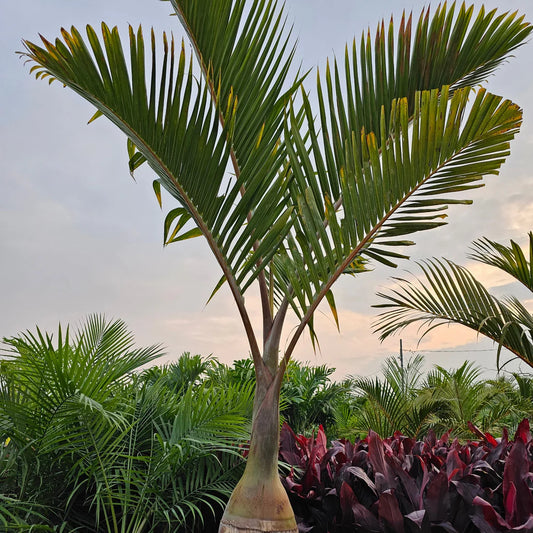 Bottle Palm (Hyophorbe lagenicaulis)