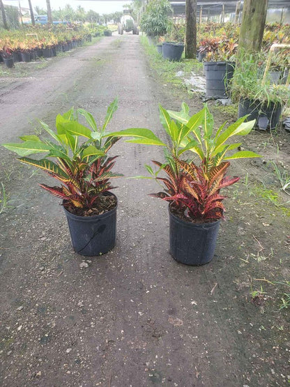 Croton Petra (Codiaeum Petra)