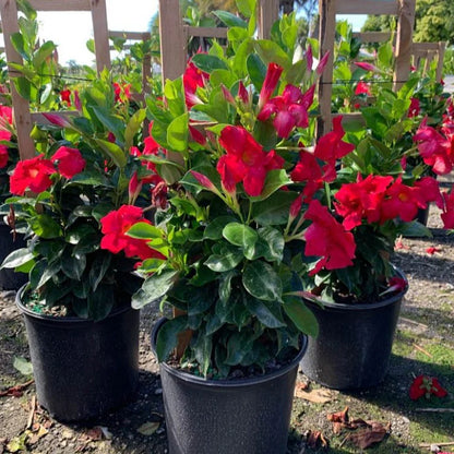 Mandevilla