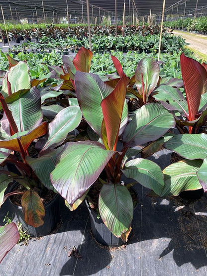 Red Banana "Ensete"