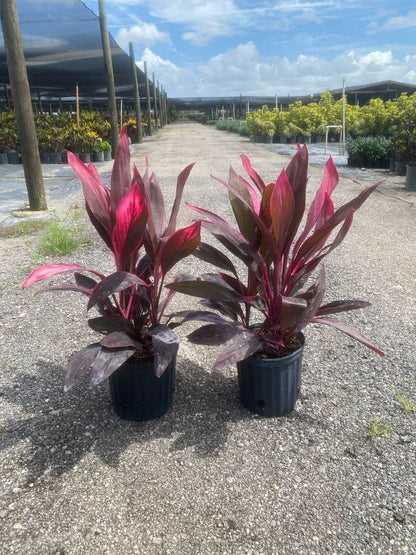 Red Sister (Cordyline Fruticosa)