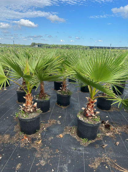 Mexican Fan Palm (Washingtonian) COLD HARDY!!