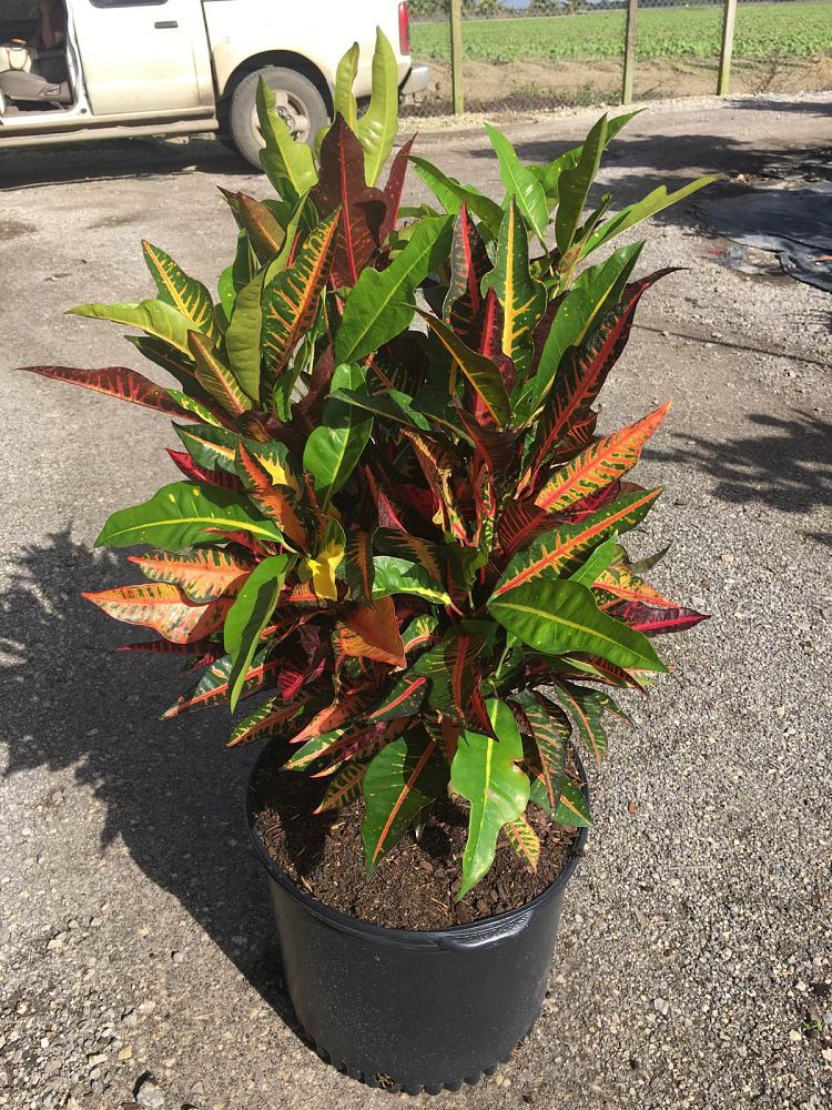 Croton Petra (Codiaeum Petra)