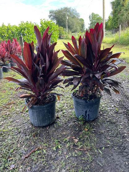 Red Sister (Cordyline Fruticosa)