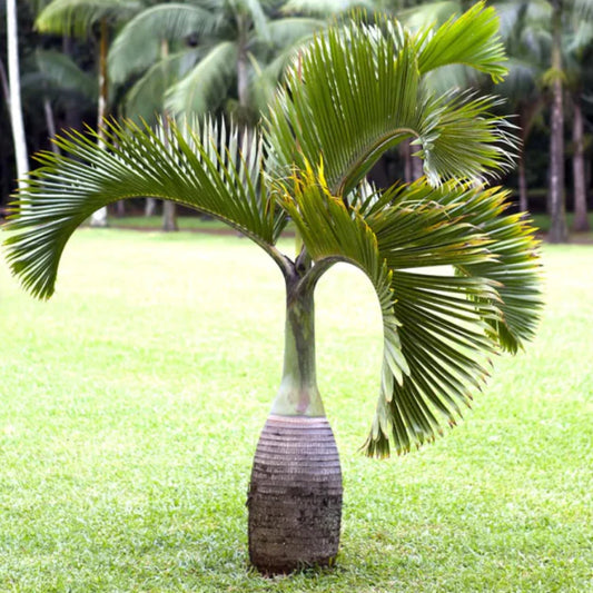 Bottle Palm (Hyophorbe lagenicaulis)