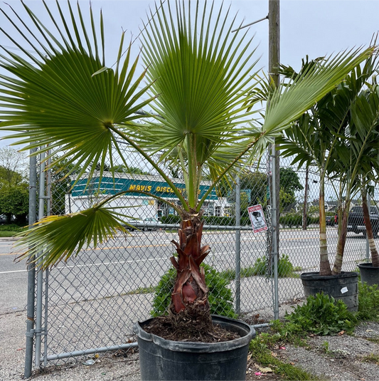 Mexican Fan Palm (Washingtonian) COLD HARDY!!