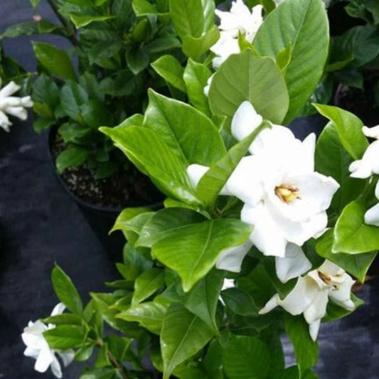 Gardenia