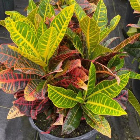 Croton Petra (Codiaeum Petra)