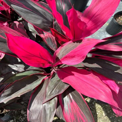 Red Sister (Cordyline Fruticosa)