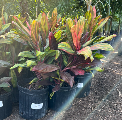 Harley Quinns        HOT!!!!!!