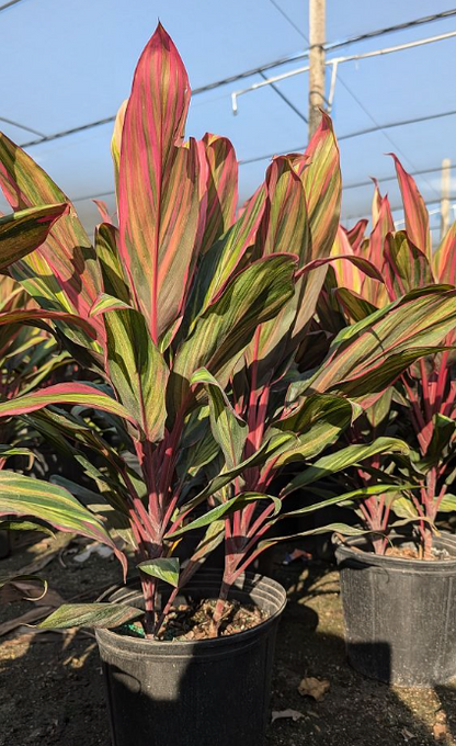 Harley Quinns        HOT!!!!!!