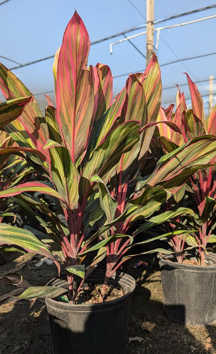 Harley Quinns        HOT!!!!!!