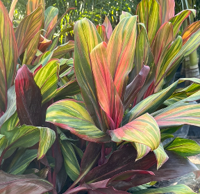 Harley Quinns        HOT!!!!!!