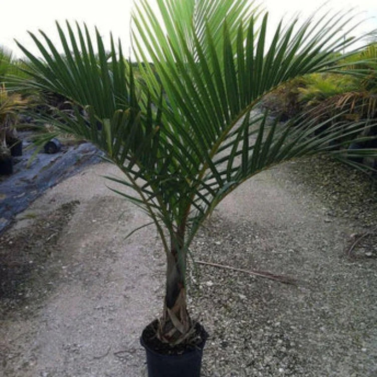 Spindle Palm