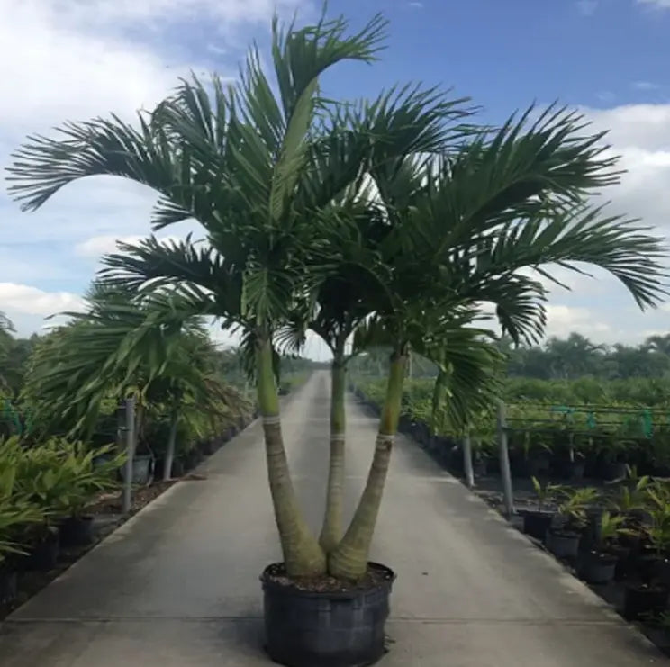 Christmas Palm (Adonidia Palm) MOST POPULAR!